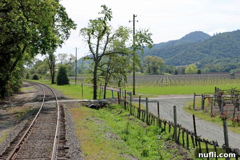 Looking down train tracks with grapevines along the side