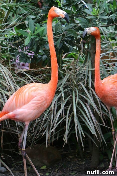 Key West Fluttering Oasis 3 Two vibrant pink flamingos standing in water with lush greenery in the background at the Key West Butterfly and Nature Conservatory.