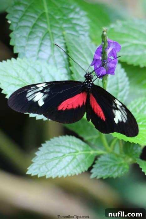 Key West Fluttering Oasis 4 A black, red, and white butterfly delicately perched on a small purple flower.
