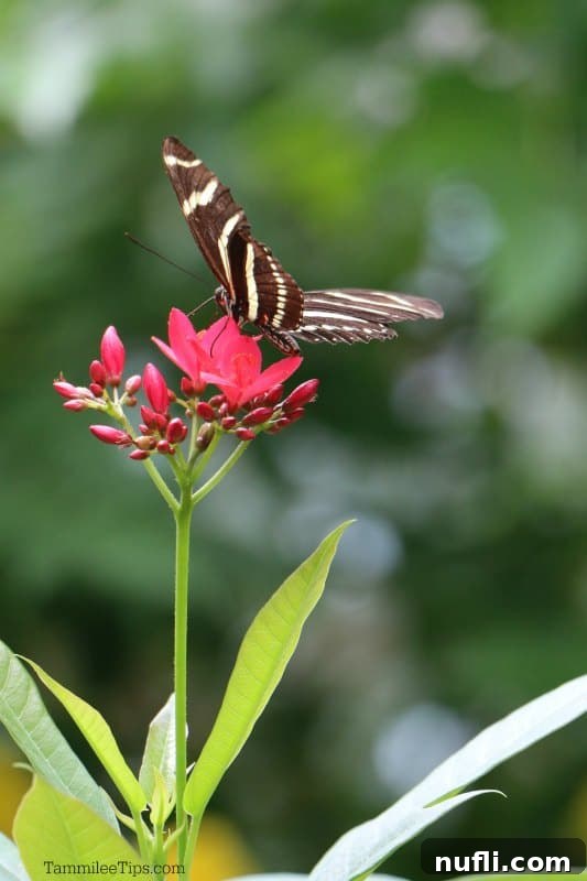 Key West Fluttering Oasis 5 A brown and yellow butterfly with intricate patterns resting on a vibrant red flower.