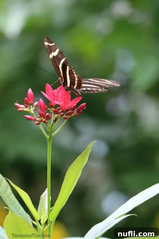 A striking brown and yellow butterfly with distinctive eye-spots resting on a vibrant red flower