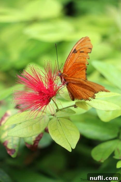 A bright orange butterfly with black markings enjoying nectar from a red hibiscus flower
