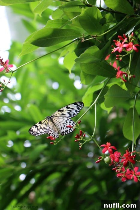 A stunning black and white butterfly with intricate patterns resting on a lush green branch
