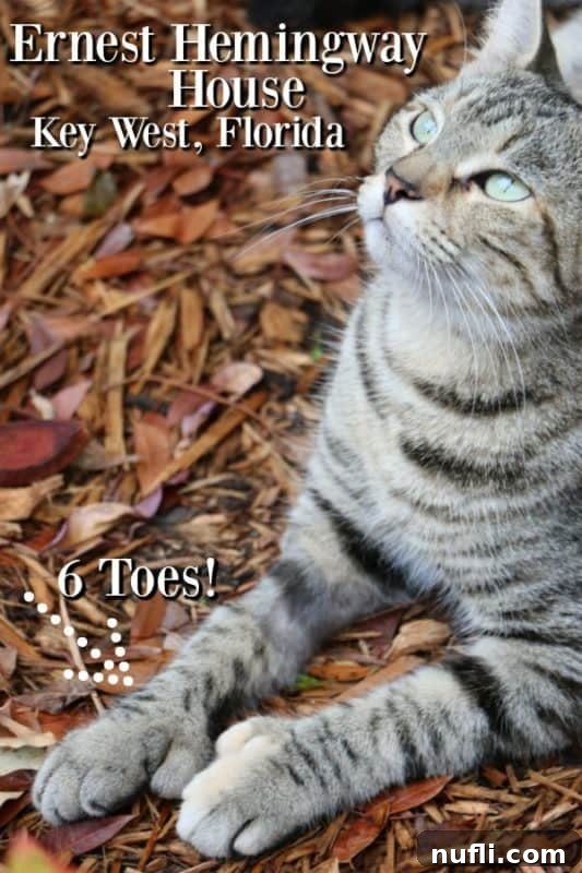 Ernest Hemingway House Key West with a 6 toed cat
