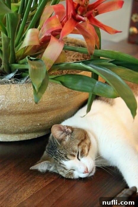 Hemingway cat asleep next to a tropical plant on the grounds