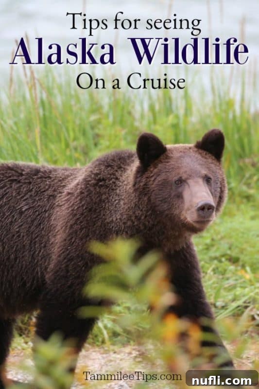 A brown bear on an Alaska cruise, symbolizing the abundant wildlife
