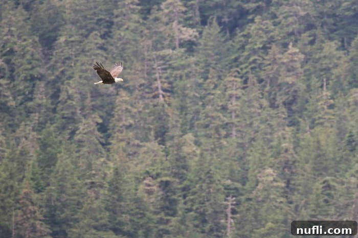 Bald eagle flying past trees in Alaska