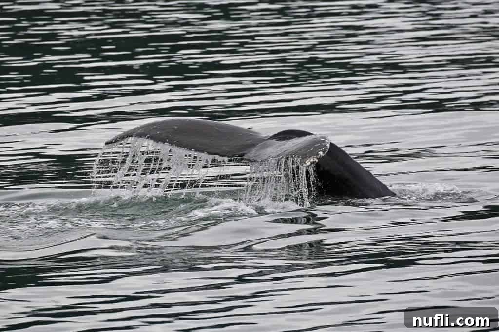 A humpback whale's tail breaking through the water on an Alaska cruise