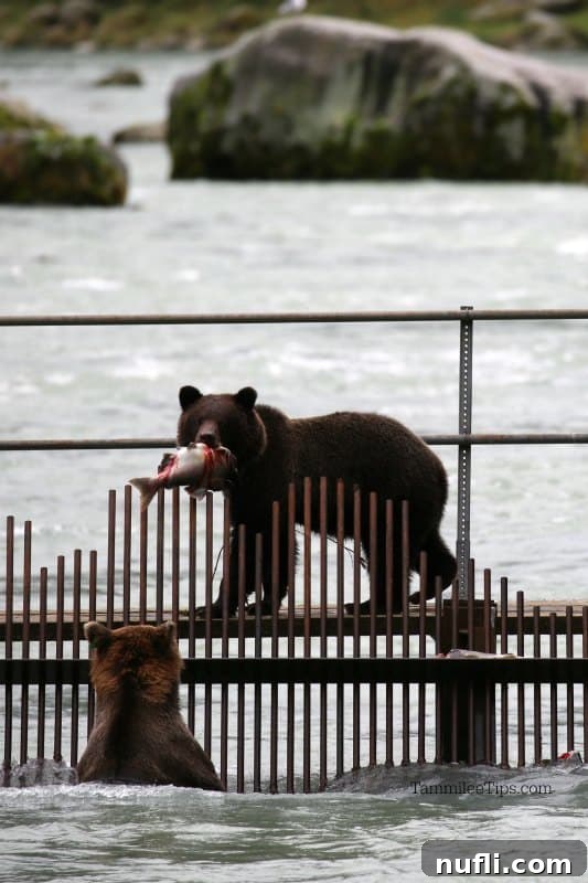 A brown bear carrying a salmon with another bear in the water in Alaska