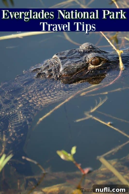 Everglades National Travel Tips over an alligator