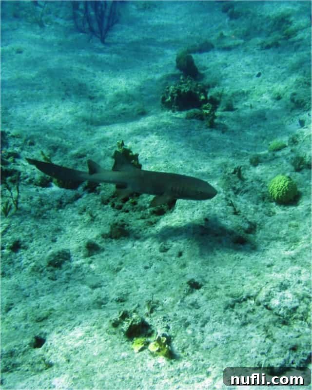 A shark swimming gracefully in the clear turquoise waters near Grand Turk, showcasing the island's marine diversity.