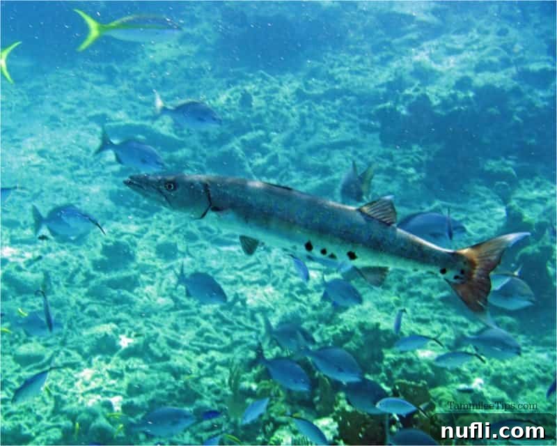 A barracuda swimming by in the pristine ocean waters of Grand Turk.