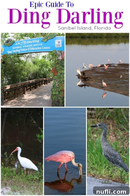 Collage of Ding Darling photos showcasing diverse wildlife and landscapes