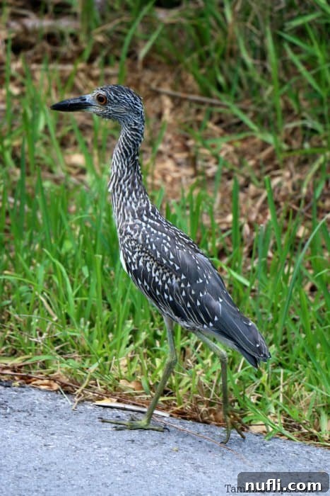 Yellow Crowned Night Heron perched in Ding Darling NWR