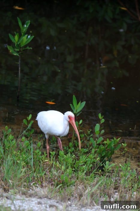 White ibis in the gras at Ding Darling NWR