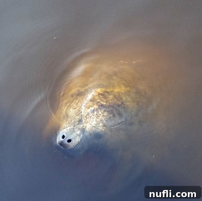 Curious manatee peeking its head above the water near a boat dock