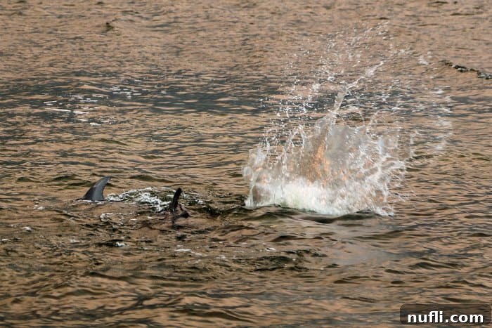 Pod of dolphins playfully splashing and leaping through the water