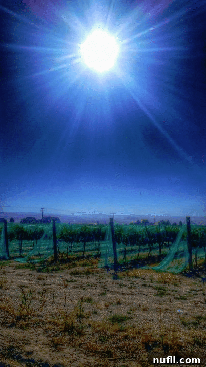 Vibrant grape vines in a Walla Walla vineyard, ready for harvest