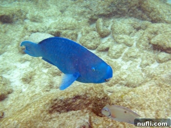 A striking blue parrotfish swimming gracefully in the clear ocean water.