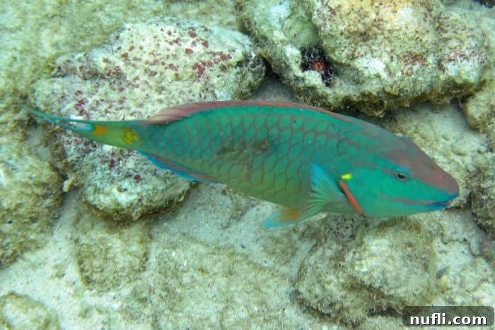 A vibrant rainbow parrotfish swimming near colorful coral formations.