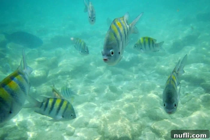 A variety of tropical fish swimming gracefully underwater in clear blue water.