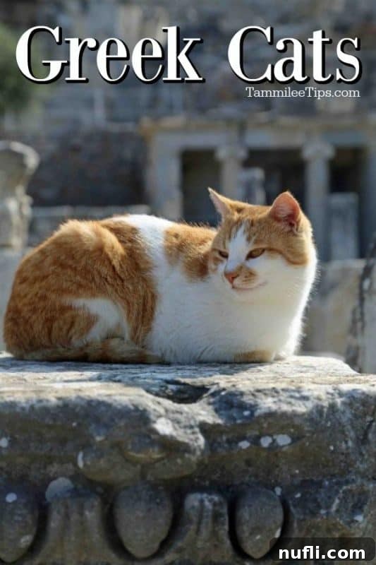The Whiskered Wanderers of the Aegean 2 A serene Greek cat gracefully perched on a weathered stone, observing its surroundings.
