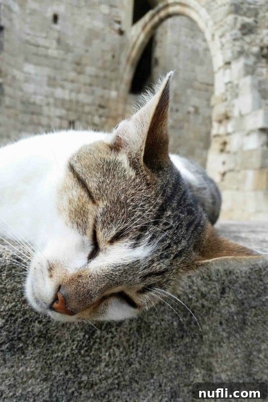 The Whiskered Wanderers of the Aegean 11 Another view of a cat deeply asleep on a stone, a picture of ultimate relaxation in the Mediterranean sun.