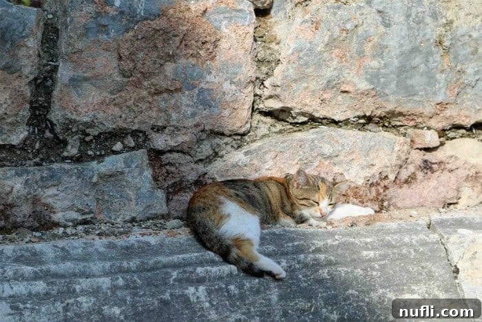 The Whiskered Wanderers of the Aegean 12 A tiny kitten peacefully asleep on a sturdy stone wall, representing new life amidst ancient settings.