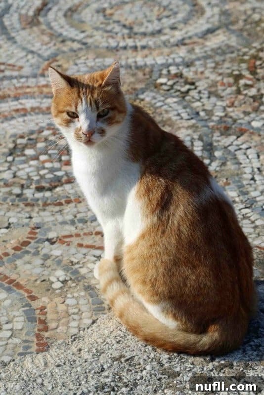 The Whiskered Wanderers of the Aegean 13 An orange and white cat resting elegantly on a detailed mosaic floor, blending history with everyday life.