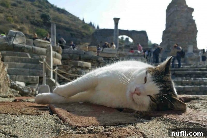 The Whiskered Wanderers of the Aegean 14 A cat napping serenely amidst ancient Greek ruins, a timeless image of comfort and history.