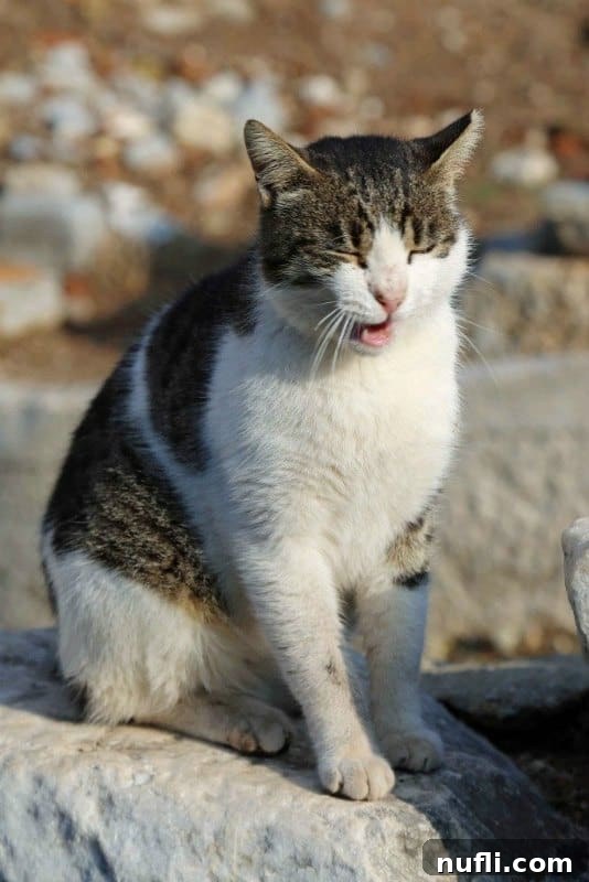The Whiskered Wanderers of the Aegean 4 A striped tabby cat with an expressive meow, characteristic of the vocal street cats of Greece.