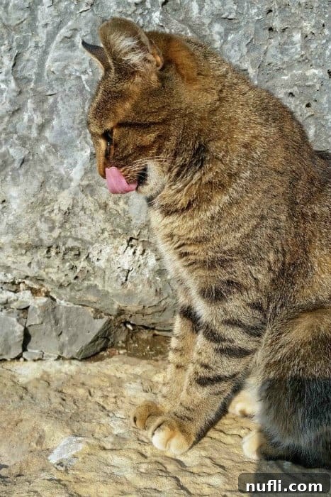 The Whiskered Wanderers of the Aegean 5 An adorable orange and brown cat with its tongue playfully out, enjoying a moment of rest.