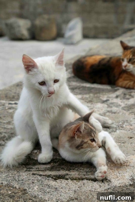 The Whiskered Wanderers of the Aegean 8 Three attentive cats gathered on a sun-warmed stone wall, a common and charming sight across the islands.