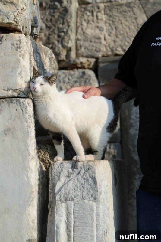 The Whiskered Wanderers of the Aegean 9 A kind traveler gently petting a trusting cat, leaning into the warmth of a stone wall.