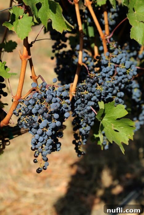 Close-up of vibrant, ripe Cabernet Sauvignon grapes hanging from the vine at Walla Walla Vintners vineyard, ready for harvest