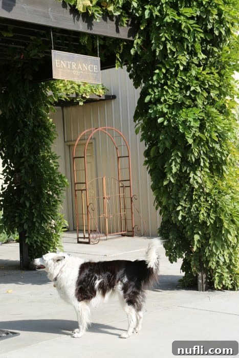 Dog outside the entrance to Dunham Cellars