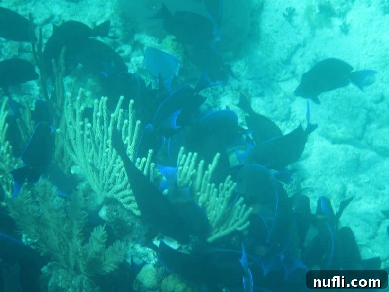 Underwater photograph showcasing black and blue tangs swimming gracefully amidst diverse and colorful coral formations in Belize's clear waters