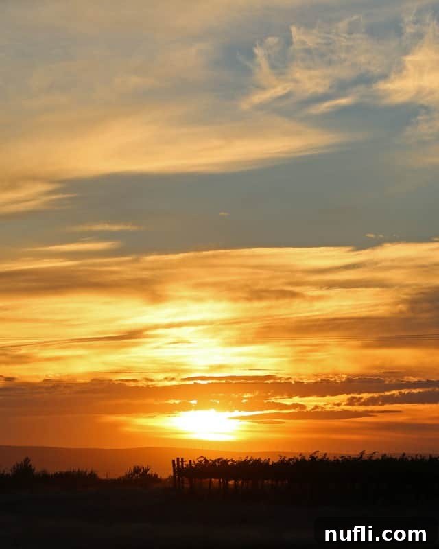 A mesmerizing sunset casting warm hues over rows of meticulously maintained grapevines, capturing the essence of wine country
