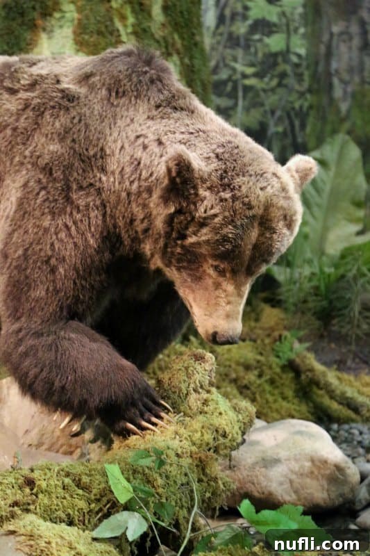 Stuffed grizzly bear on moss and rocks in the BC Museum 