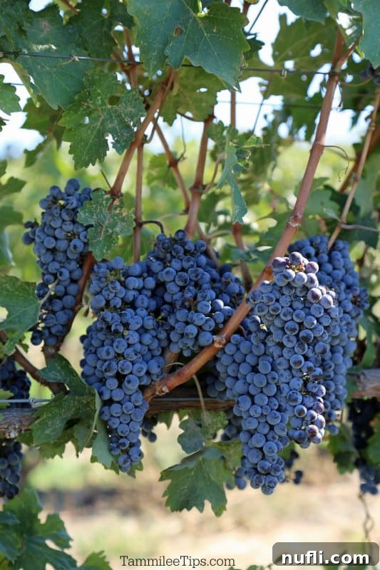 Grapes hanging from vines 
