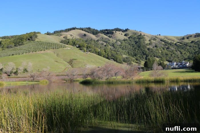 A panoramic view of verdant rolling green hills, interspersed with orderly rows of grapevines, descending towards the calm waters of a lake, showcasing the lush and tranquil landscape of Skywalker Ranch.