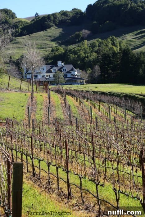 Neatly arranged rows of grapevines stretch towards a large, elegant white house, likely the Main House, set against a backdrop of undulating green hills under a bright sky. The scene emphasizes the agricultural and natural beauty of Skywalker Ranch.