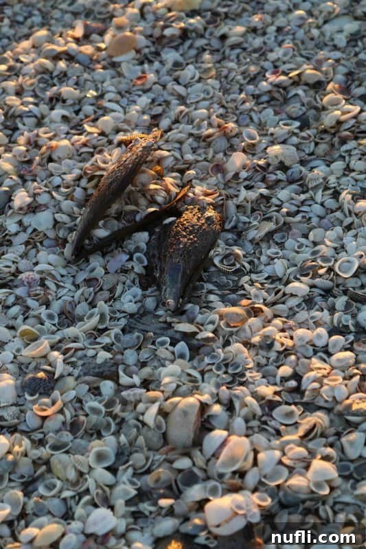 Sanibel Island: Florida's Picture-Perfect Escape 12 Large pile of various seashells on Sanibel beach