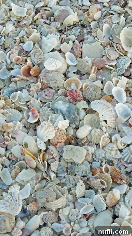 Sanibel Island: Florida's Picture-Perfect Escape 14 Close-up of a pile of small, colorful seashells