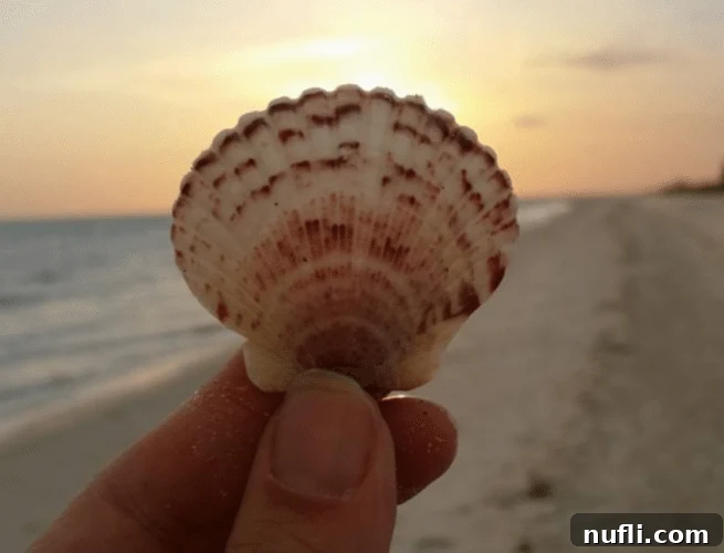 Sanibel Island: Florida's Picture-Perfect Escape 3 Sanibel seashell