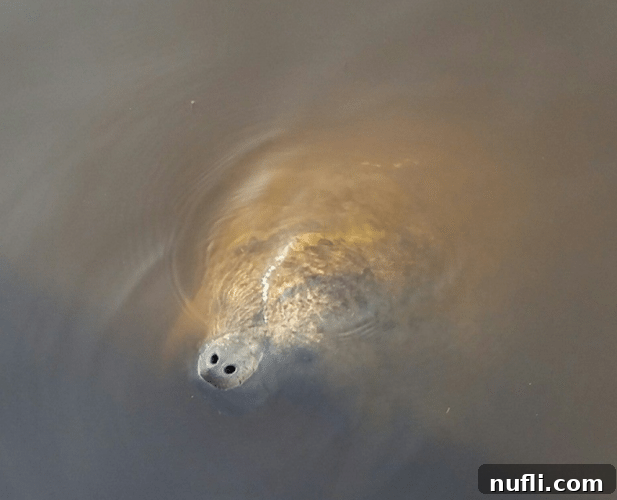 Sanibel Island Florida: Your Visual Guide to Paradise 5 A gentle manatee swimming in Sanibel waters