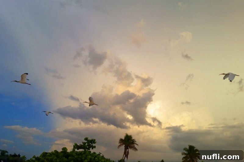 Sanibel Island Florida: Your Visual Guide to Paradise 6 White ibis soaring gracefully over palm trees
