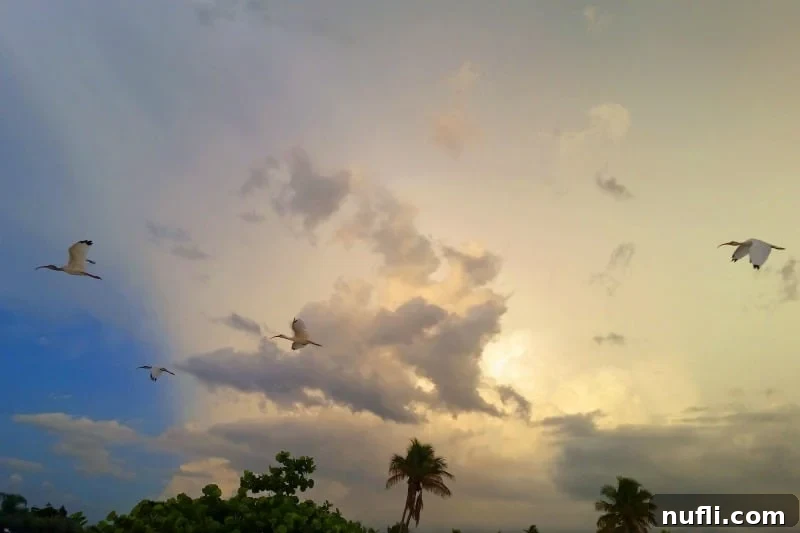 Sanibel Island: Florida's Picture-Perfect Escape 5 White ibis flying over palm trees