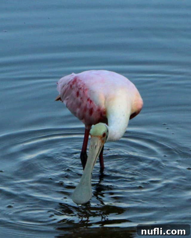 Sanibel Island Florida: Your Visual Guide to Paradise 8 A vibrant Roseate Spoonbill foraging in shallow water