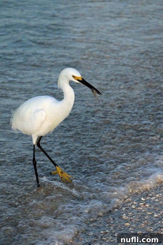 Sanibel Island: Florida's Picture-Perfect Escape 7 Egret with a fish in its beak